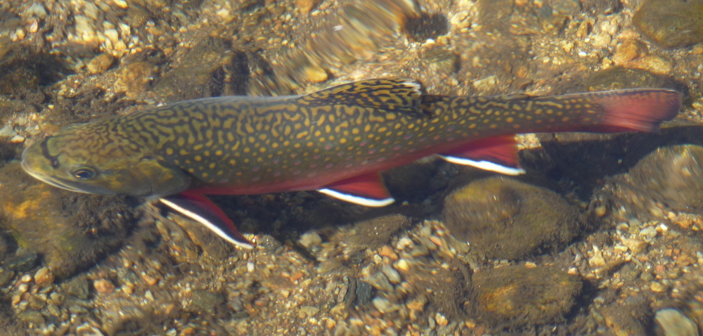 Salvelinus fontinalis (Brook trout)