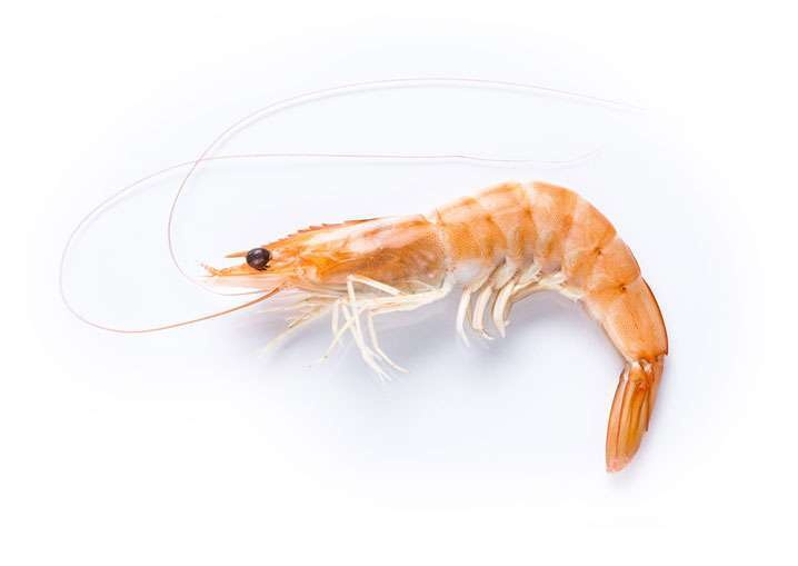 Litopenaeus vannamei (Whiteleg shrimp)