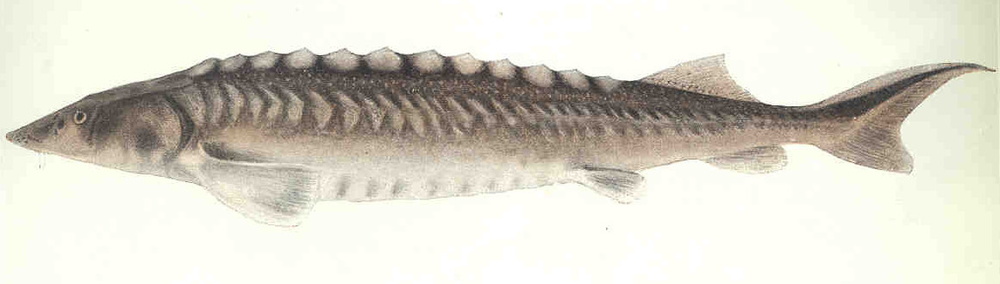 Acipenser naccarii (Adriatic sturgeon)