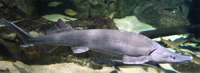 Acipenser baerii (Siberian sturgeon)
