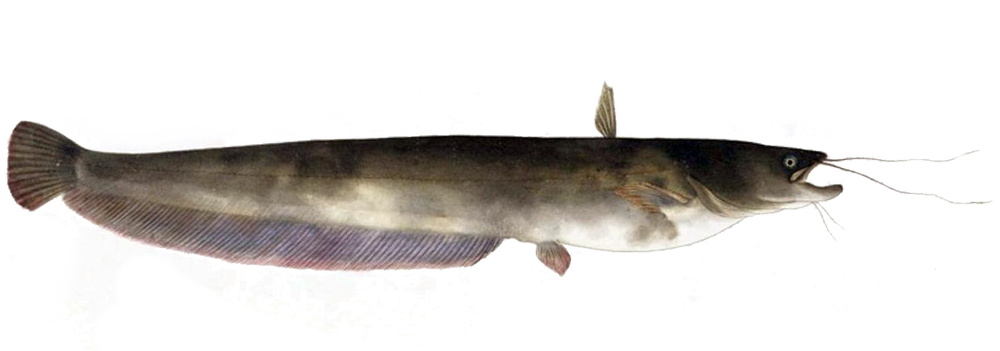 Silurus asotus (Amur catfish)