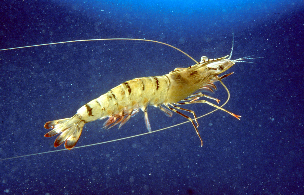 Penaeus monodon (Giant tiger prawn)
