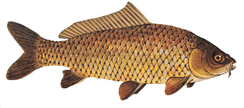 Cyprinus carpio (Common carp)