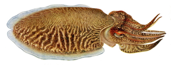 Sepia officinalis (Common cuttlefish)