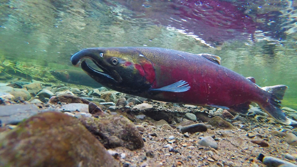Oncorhynchus kisutch (Coho salmon)