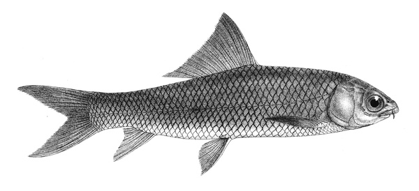 Cirrhinus mrigala (Mrigal)