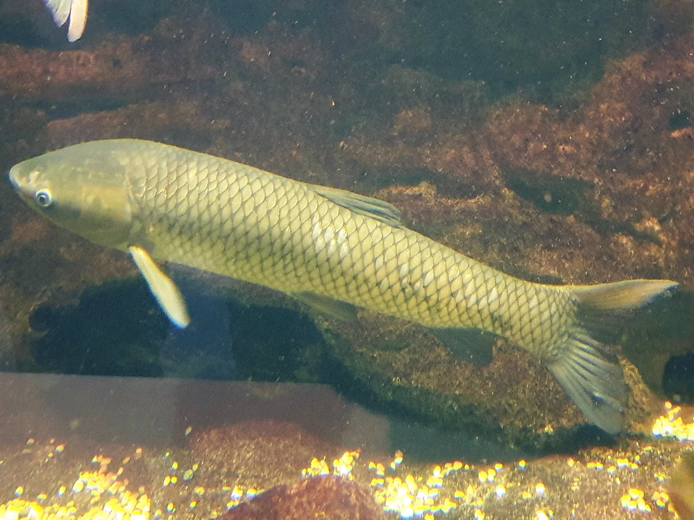 Ctenopharyngodon idella (Grass carp)