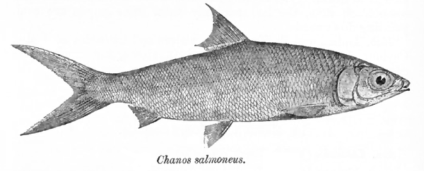 Chanos chanos (Milkfish)