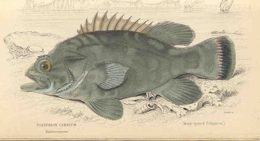 Polyprion americanus (Wreckfish)