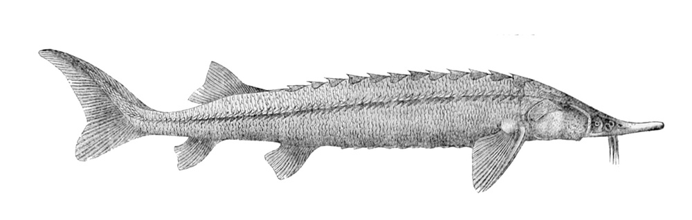 Acipenser ruthenus (Sterlet sturgeon)