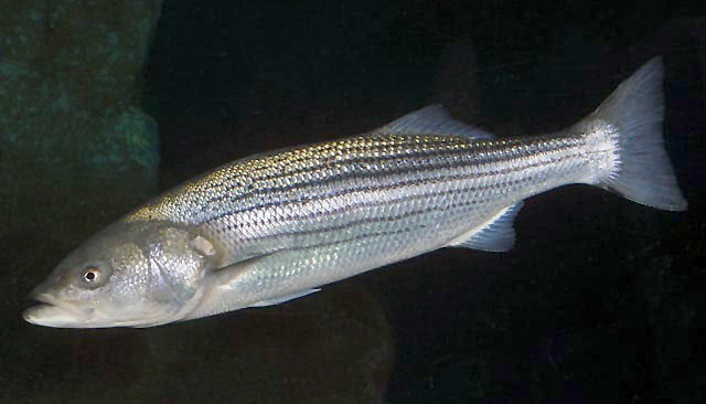 Morone saxatilis (Striped bass)