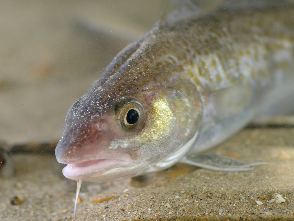 Gadus morhua (Atlantic cod)