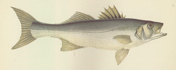 Dicentrachus labrax (European seabass)