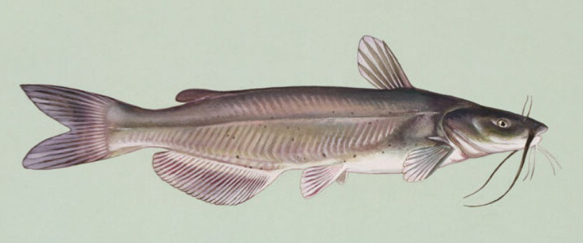 Ictalurus punctatus (Channel catfish)