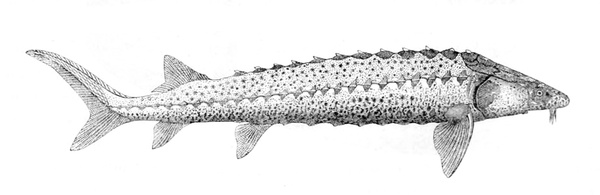 Acipenser gueldenstaedtii (Russian sturgeon)